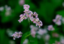 Hà Giang Mùa Tam Giác Mạch – Hành Trình Giữa Biển Hồng Nơi Cực Bắc Tổ Quốc