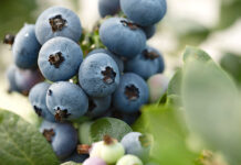 Việt Quất Australia Chính Thức Có Mặt Tại Việt Nam